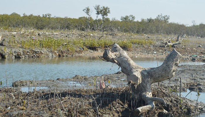 Mangrove forests are seen cut off at Port Qasim in Pakistans southern Karachi city in the picture shared by WWF on July 26, 2024. — WWF