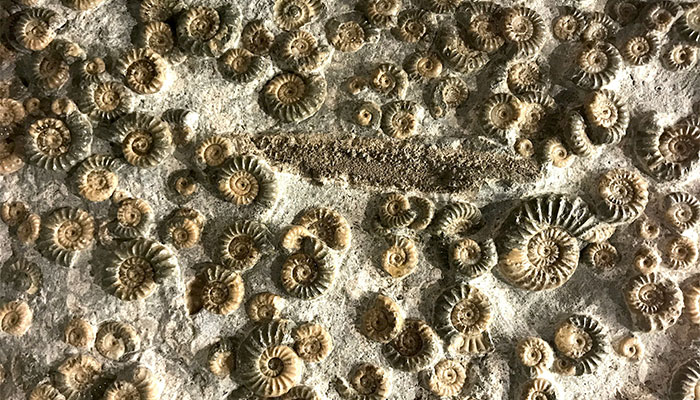 A plethora of fossils laying in the sand. — Unsplash/File