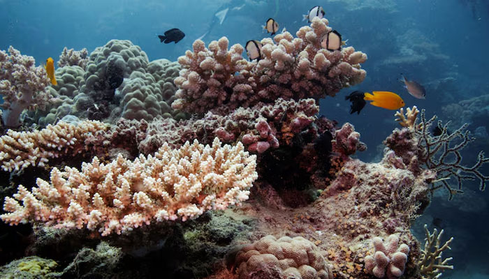 Reef fish swim above recovering coral colonies on the Great Barrier Reef off the coast of Cairns, Australia October 25, 2019. — Reuters