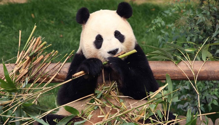 In this representational image, a panda named Fu Bao eats bamboo at Everland Amusement Park in Yongin on March 3, 2024. – AFP