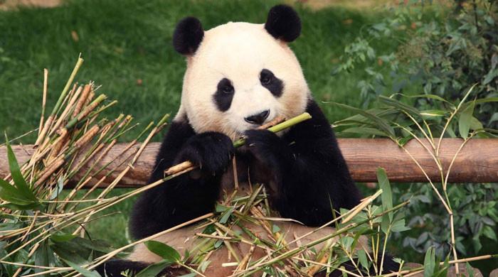 California zoo throws a show to welcome back Chinese pandas