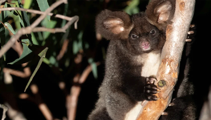 The great glider, an endangered species, which is a mix of a koala and possum. — Australia WWF/File