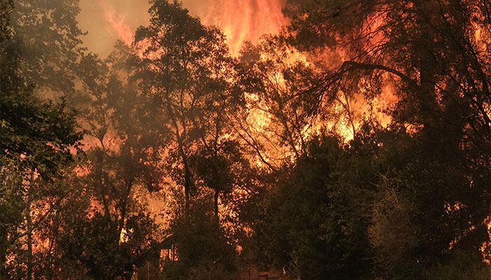 Flames rise from a wildfire burning in Nea Penteli, Greece on August 12, 2024. — Reuters