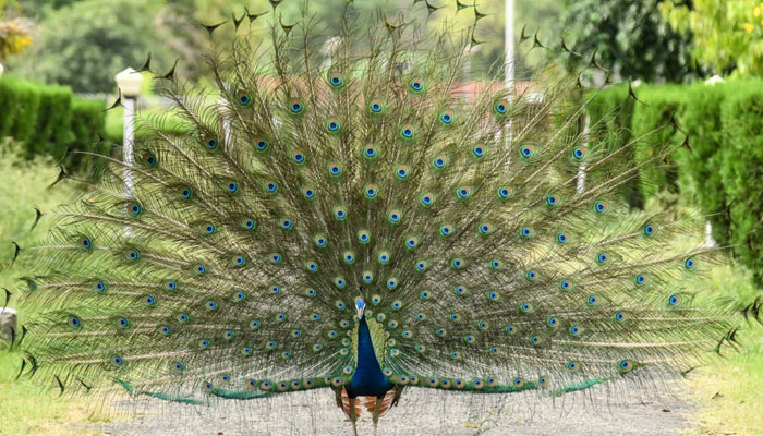 The image shows a peacock with its wings spread out. — AFP/Archive