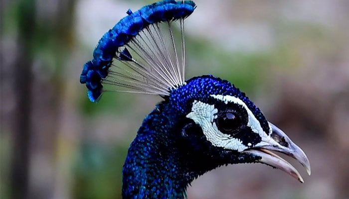 A peacock is pictured in the Indian city of Ahmedabad, India, on May 16, 2023. — AFP