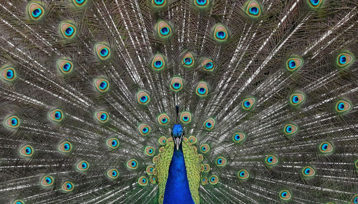 A representational image of a peacock. — Reuters/File