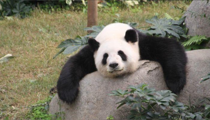 Ying Ying pictured at the Ocean Park in Hong Kong. — Giant Panda Global/File