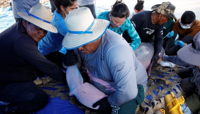 Field researchers from the Mamiraua Institute of Sustainable Development take biological samples from a captured Amazon river dolphin, also known as the pink river dolphin on August 19, 2024 in Tefe, Amazonas state, Brazil. — Reuters