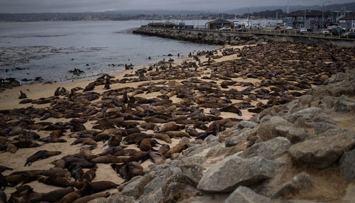 Sea lions congregate at San Carlos Beach while local authorities decided to temporarily close the beach due to the large crowd of these marine mammals in Monterey, California, US, August 22, 2024. —Reuters