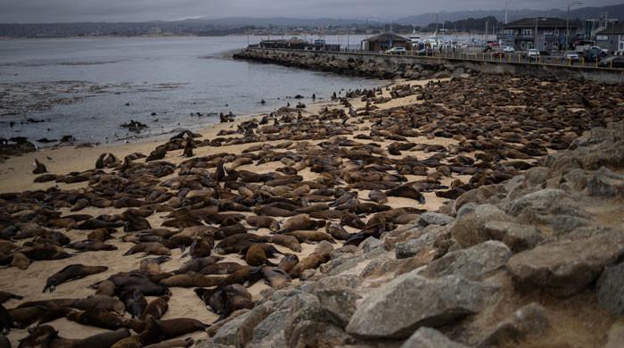 Sea lions take over California beach