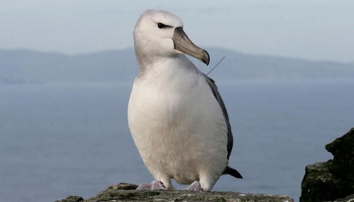 Mice eat albatrosses on remote South African island — AFP