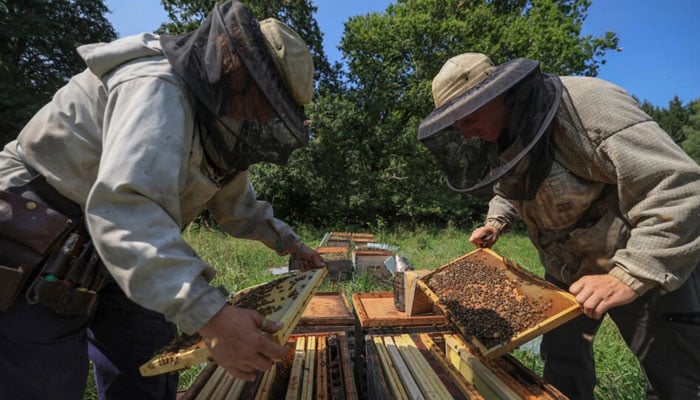 Beekeepers handling the honeycomb frames at a bee farm. — AFP/File