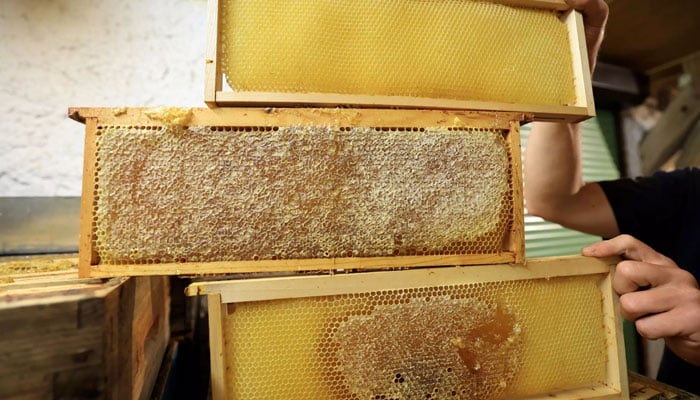 Frames of full and empty honeycombs from the same hive at La Ruche des Puys in Saint Ours, central France. — AFP/File