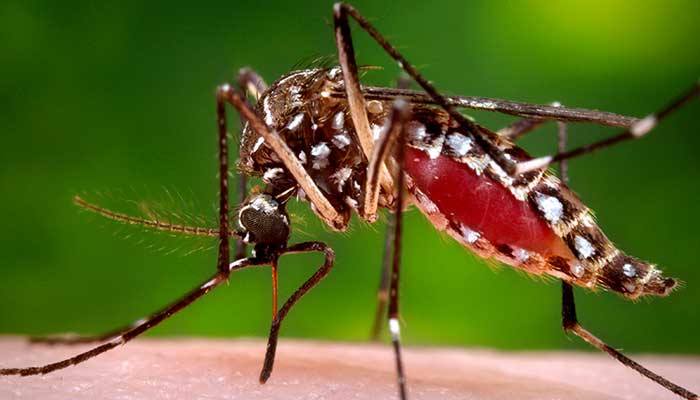 A female Aedes aegypti mosquito which becomes a vector after feeding on the blood of a person infected with the dengue virus. — Reuters/File