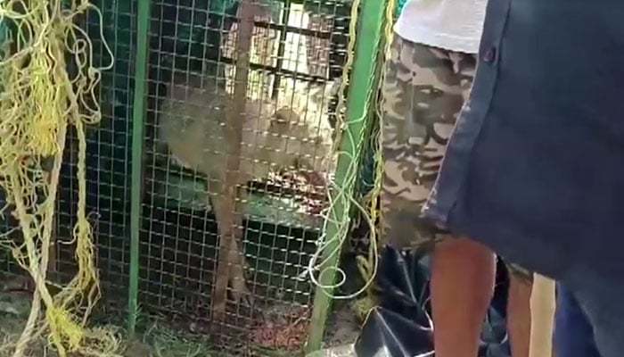 A screengrab showing a captured wolf kept in a cage in India on August 29, 2024. — Reuters