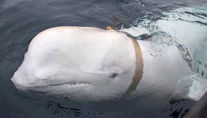 A white beluga whale wearing a harness is seen off the coast of northern Norway, April 29, 2019. — Reuters