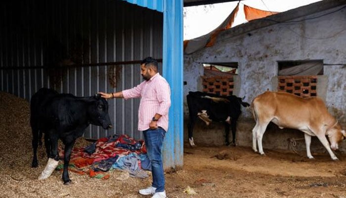 Vishnu Dabad, 30, a politician with the regional political party Jannayak Janta Party, attends to a cow at a shelter run by him for injured and sick cows in Chamdhera village, Haryana, India. — Reuters