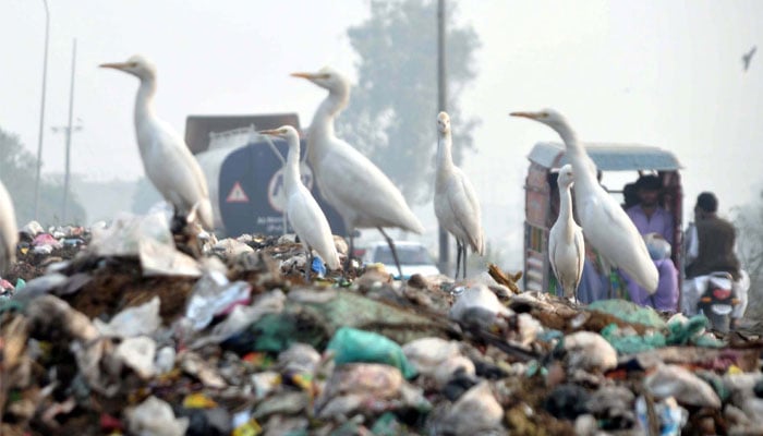 Siberian birds search for food grains on the heap of garbage along a road on Channel Mori area in Hyderabad on April 15, 2022. — PPI