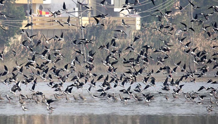 An attractive view of flocks of Siberian migratory birds flying over a pond on Jamshoro Road in Hyderabad. — APP