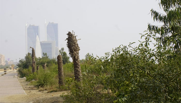 A view of plants against a visibly polluted sky at Clifton in Karachi. — Clifton Urban Forest/Masood Lohar