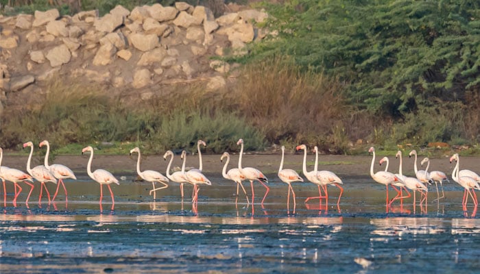 A view of flamingos resting at a lagoon in Clifton Urban Forest in Karachi. — Clifton Urban Forest/Masood Lohar