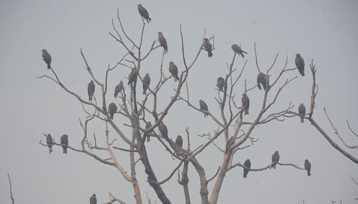 A flock of birds sitting on the branches of a tree in Faisalabad. — APP/File