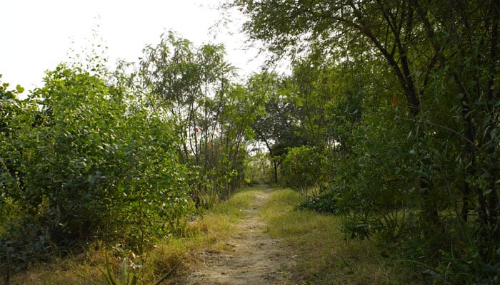 A view of the plants and trees at the Clifton Urban Forest in Karachi. — Clifton Urban Forest/Masood Lohar