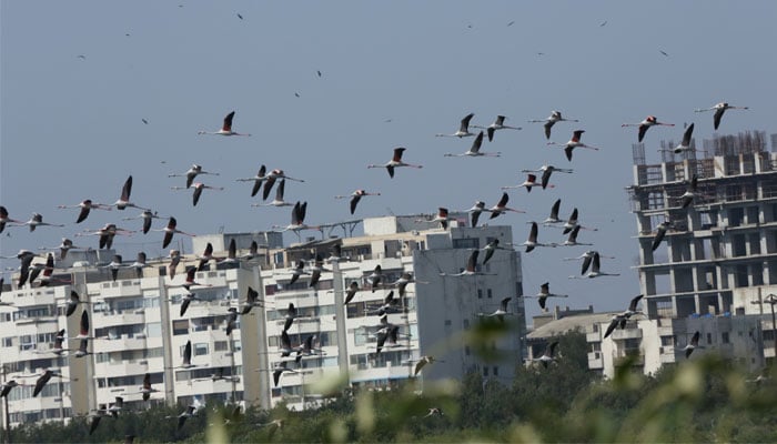 A view of birds flying over buildings in Karachi. — Clifton Urban Forest/Masood Lohar