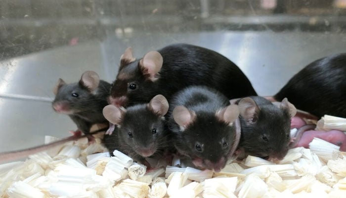 The image shows mice in a laboratory in Japan. — Reuters/File