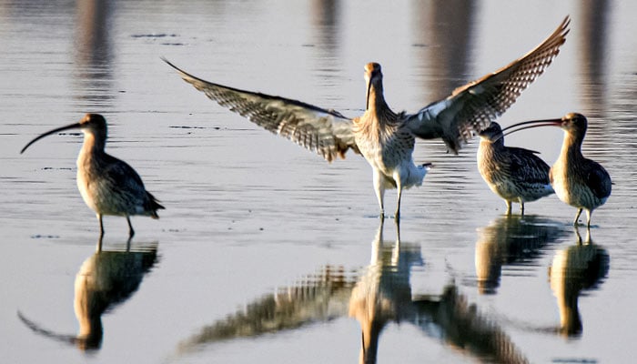 A flock of Eastern curlews, a migratory bird species, rest by the shore at Clifton Urban Forest in Karachi. — Clifton Urban Forest/Masood Lohar