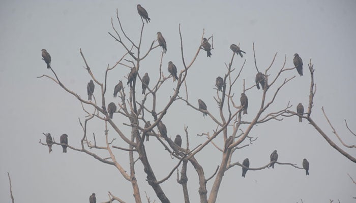 A flock of birds rests on the branches of a tree in Faisalabad. — APP/File