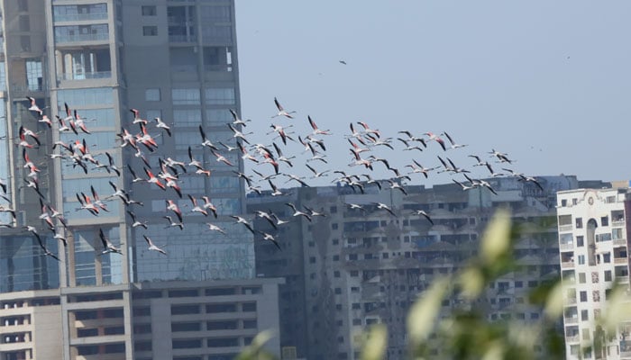 A view of birds flying over buildings in Karachi. — Clifton Urban Forest/Masood Lohar