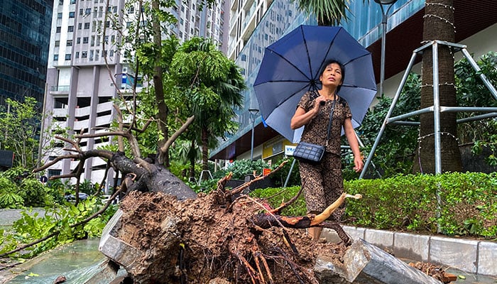 A woman walks past a fallen tree following the impact of Typhoon Yagi, in Hanoi, Vietnam, September 8, 2024. — Reuters