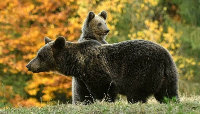 A representational image of two bears roaming in their natural habitat. — AFP/File