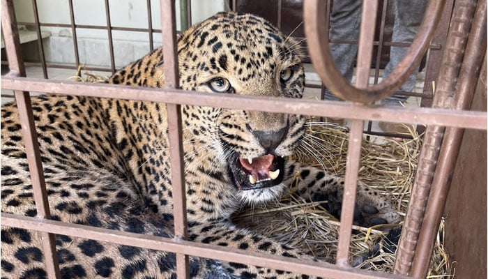 The injured female leopard rescued from AJK can be seen in a cage at the Islamabad Wildlife Rescue Center. — X/@rinasaeed