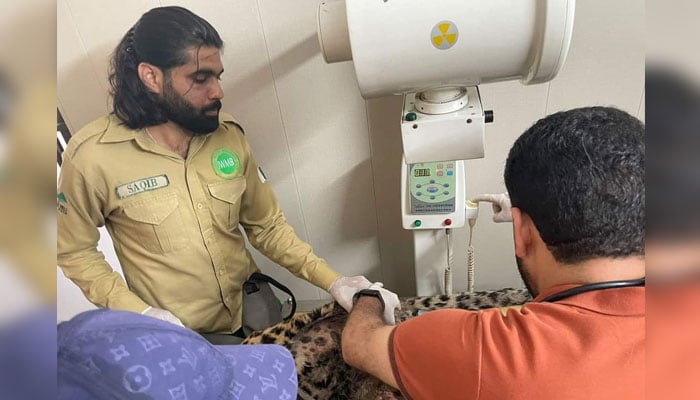 Doctors at the Islamabad Wildlife Rescue Center can be seen examining the injured female leopards injuries. — Photo by author