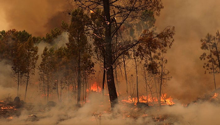 View of a burning area during a wildfire in Sao Pedro do Sul, Portugal, September 18, 2024. — Reuters