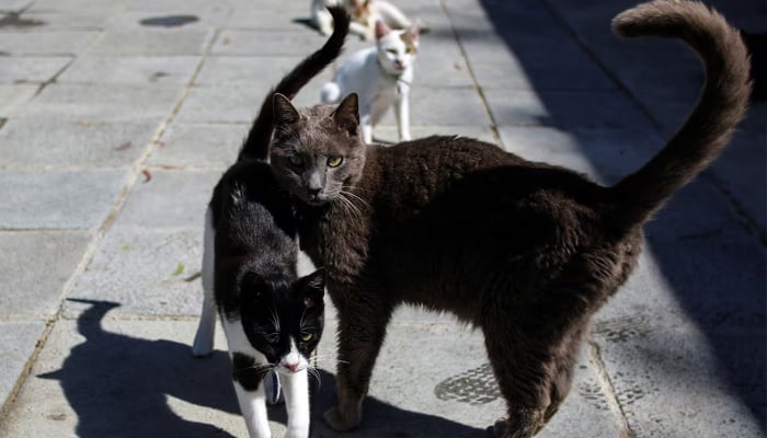 Stray cats are seen in Malcolms Cat Sanctuary in Asomatos village in the outskirts of Limassol, Cyprus on June 1, 2021.