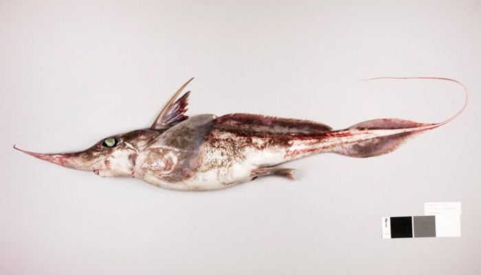 This handout picture released by New Zealand’s National Institute Of Water and Atmospheric Research on Tuesday shows a new species of ghost shark. — AFP