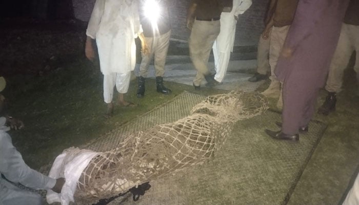 The recovered rare breed crocodile is seen wrapped in a net as the officials look on to it after the raid in Kasur. — Reporter