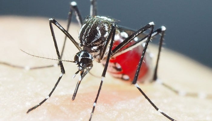 An Aedes aegypti mosquito at a laboratory, in Tokyo, Japan, July 14, 2018. —AFP