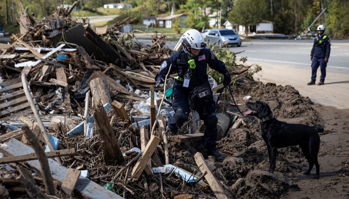 A Texas A and M Task Force 1 member with a human remains search dog scans an area following the Hurricane Helene, in Burnsville, North Carolina, US on October 2, 2024. — Reuters