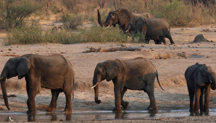 A group of elephants are seen near a watering hole inside Hwange National Park, in Zimbabwe. — Reuters