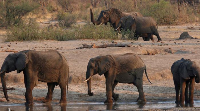 WWF reveals alarming figures over decline in wildlife populations