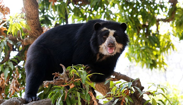 Cholita a Spectacled bear walks on a tree at the dry forest of the Chaparri Natural Reserve in Perus northern region of Lambayeque October 19, 2014. — Reuters