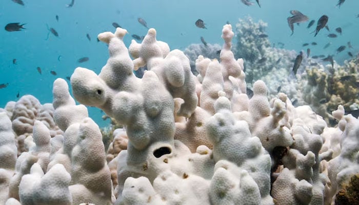 Bleached corals are seen in a reef in Koh Mak, Trat province, Thailand, May 8, 2024. — Reuters