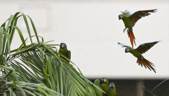 This file image shows red-shouldered macaws near a branch of a tree. — AFP