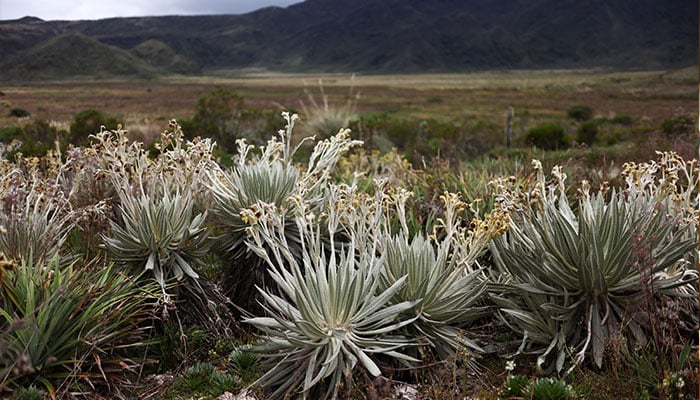 Espeletia killipii plants are seen in the Guatavita lagoon forest reserve, located in a paramo that regulates the water cycle by absorbing and slowly releasing rainfall, in Guatavita, Colombia September 30, 2024. — Reuters