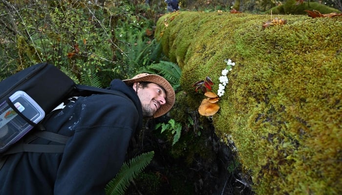 Mushroom enthusiast Jake Burt examines a mushroom growing in moss on a dead tree during a mushroom biodiversity survey near Port Angeles, Washington, on October 17, 2024. —AFP