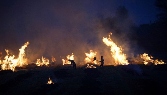 Farmers burn stubble in a rice field at a village in Karnal in the northern state of Haryana, India, October 21, 2024. — Reuters